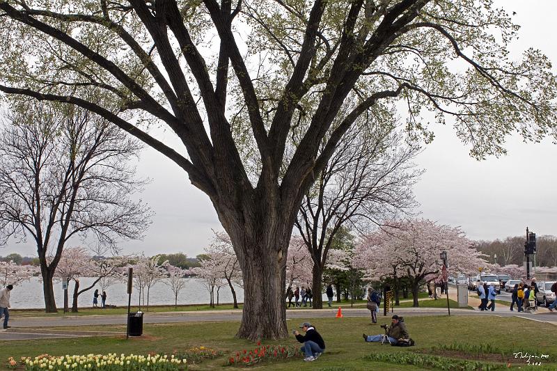 20080403_134107 D300 P.jpg - Photograghing cherry blossoms